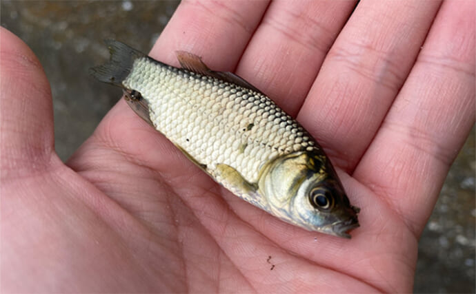 田んぼの水路での淡水小物釣りでモロコにフナが連発【埼玉】連日の雨で高活性か？