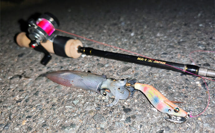 真夏の堤防夜釣りで【ヒイカ連発！】 エギのカラー使い分けが的中しジップロック満タンに