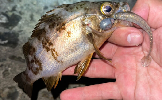 エギングタックル流用で「ミドルゲーム」に挑戦　魅力と難しかった点を紹介