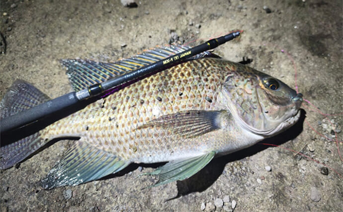 真夏の夜の水路で楽しむ「ルアーティラピア釣り」　複数種のティラピアと対面成功