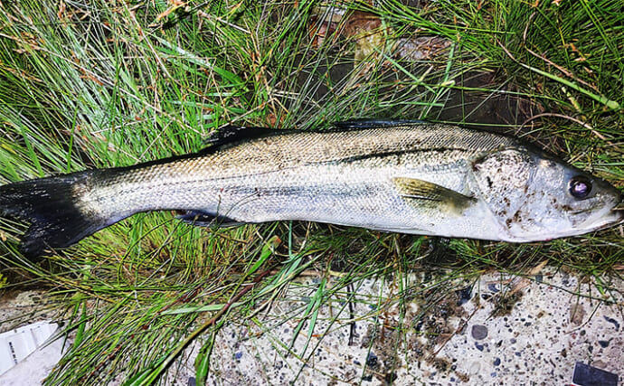 「短い時合を逃さない！」村田川シーバスゲームで65cm頭に2尾キャッチ【千葉】