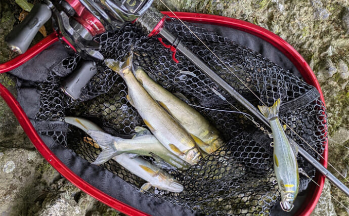渇水河川でのアユルアー釣行で4匹手中【京都】バイブレーションルアーで激流を攻略