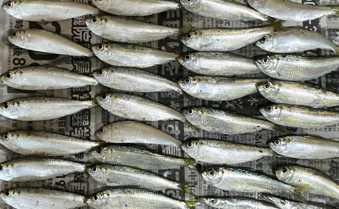 「サッパ以外はサッパリ釣れない？」チニング完全ボウズで100均サビキを投入してみた【浜名湖】