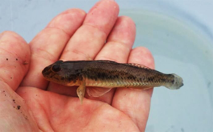 旧江戸川河口のハゼ釣りで「探って誘って」マハゼ8匹を手中【千葉】速い流れに苦戦