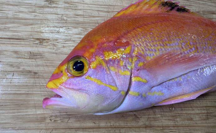 真っ赤でもないしイサキでもない「アカイサキ」を食べてみた　味は調理法次第か？