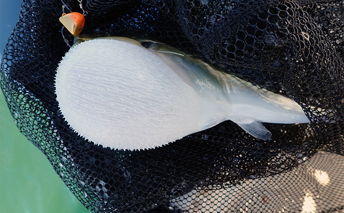 沼津エリアのボート釣りでアカハタにオオモンハタ【静岡】ひとつテンヤでキャッチ