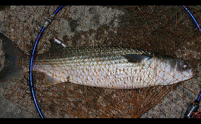 バイブレーションルアーで【狙ってボラを釣ろう！】 派手なカラーに好反応の傾向あり