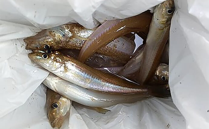 釣川河口の投げ釣りで23cmを頭にシロギス30尾キャッチ【福岡】浅場集中が好釣果に直結