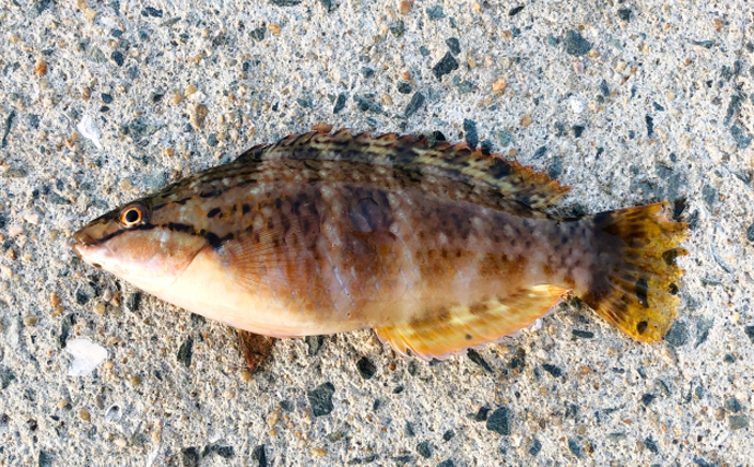 ベラの仲間だけど「ベラ離れした美味しさ」を持つ『キツネダイ』とは