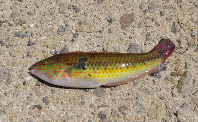 ベラの仲間だけど「ベラ離れした美味しさ」を持つ『キツネダイ』とは