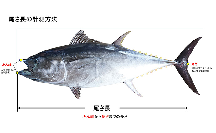 【速報】8月もクロマグロ採捕禁止に！　解禁からわずか3日で規制発動