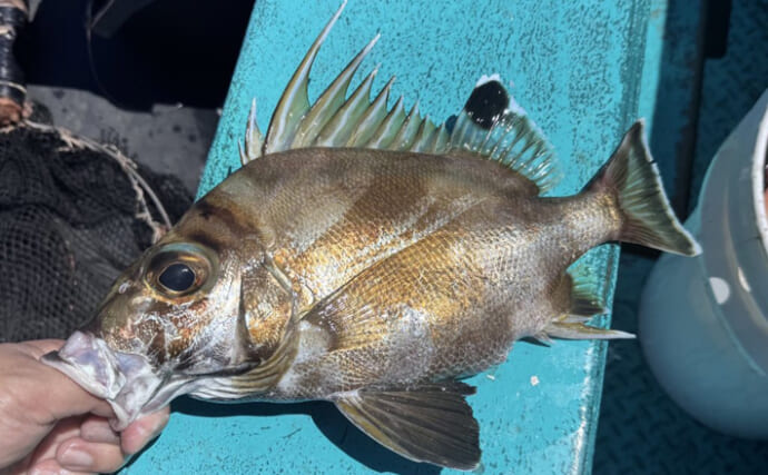 超レア魚『チョウセンバカマ』が釣れたから食べてみた　味は絶品！
