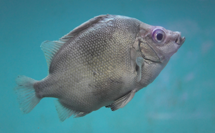 超レア魚『チョウセンバカマ』が釣れたから食べてみた　味は絶品！