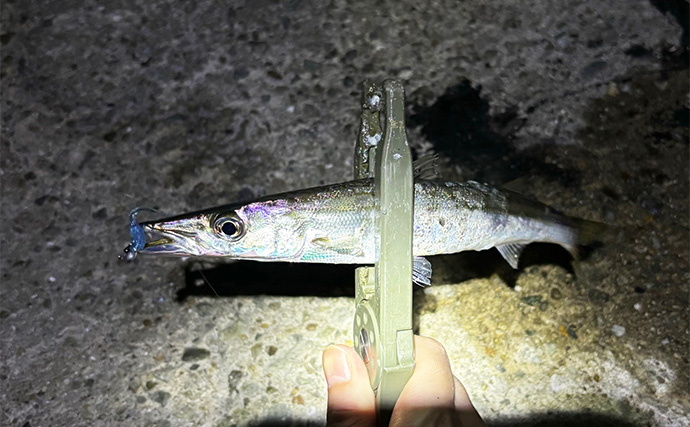 垂水漁港のライトゲームでサバ連発！【兵庫】アジ不発もカマス登場