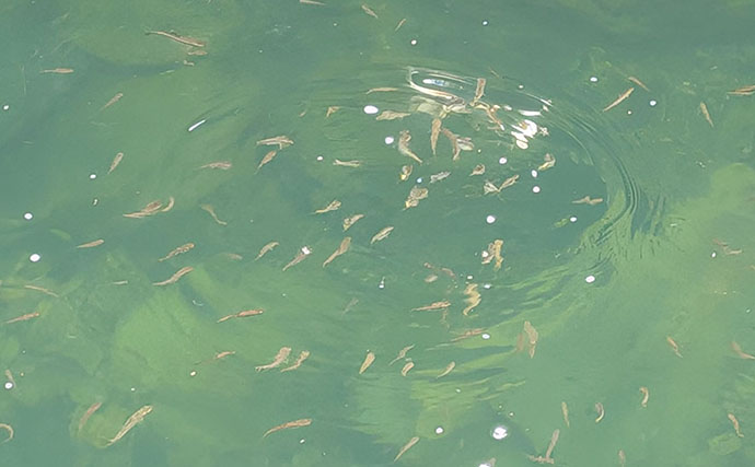 ＜五島列島流・超簡単川釣り＞のススメ　エサはどの家庭にもある食材でOK