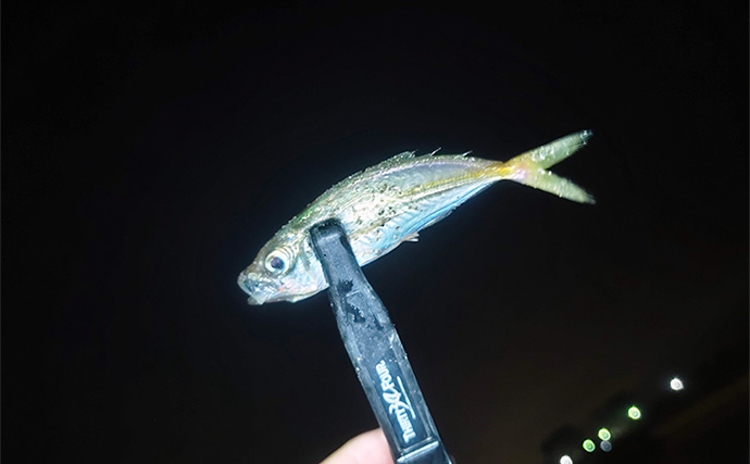 豆アジは「お手軽だけど手強い」ターゲット　豆アジングの魅力と基本を徹底解説