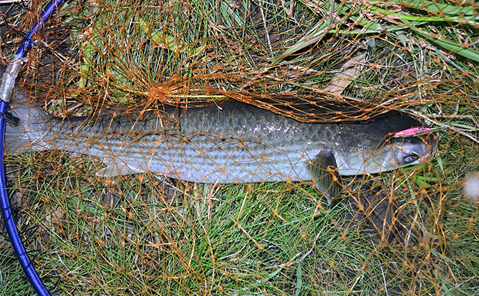 バイブレーションルアーで【狙ってボラを釣ろう！】 派手なカラーに好反応の傾向あり