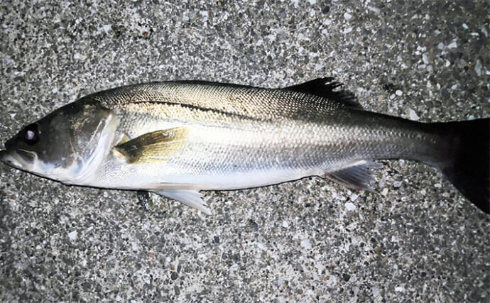 夏に魚を釣るポイントは「雨・風・水」にあり！ 無理せずスマートに釣ろう