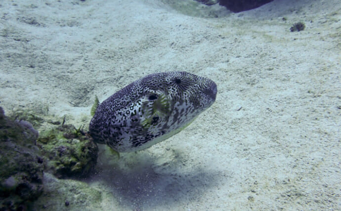 東ヨーロッパの『黒海』にフグが初めて侵入　猛毒に戦々恐々