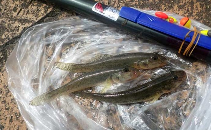 「境川テラス」でマハゼ釣り【千葉・浦安】ヘチ狙いに特化すればハゼ連発か