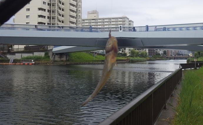 小名木川でマハゼ釣りポイントをリサーチ【東京】3ヶ所でコンスタントに本命ヒット