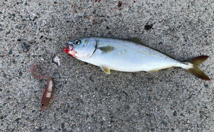 「根魚を魅了し過ぎるワームとは？」フラッシュJグラブを使って釣りしてみた