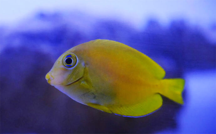 磯採集で出会える魅力的な＜ニザダイ科の魚＞3選　小さくて華やかな水槽の名脇役？
