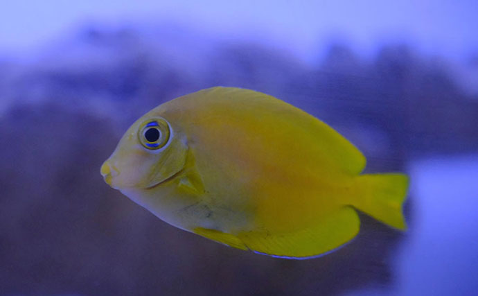 磯採集で出会える魅力的な＜ニザダイ科の魚＞3選　小さくて華やかな水槽の名脇役？
