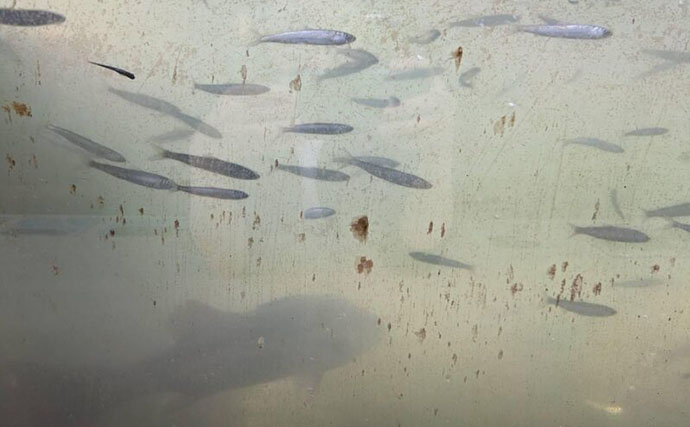 「必死な姿にグッとくる！」アユの遡上を観察してみた【和歌山・水ときらめき紀の川館】