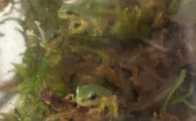 ＜アマガエル＞の赤ちゃんを飼育してみた　無事に育てるための工夫とは？