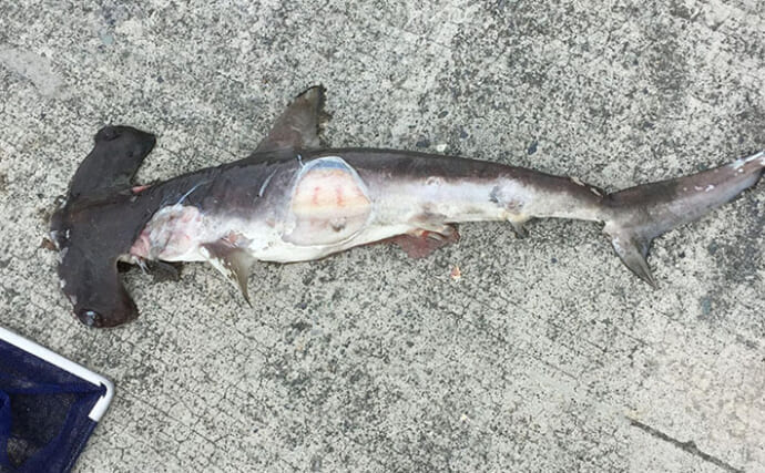 堤防で簡単に出来る【岸壁採集】で出会った想定外のもの4選　サメに昆虫に野菜まで？