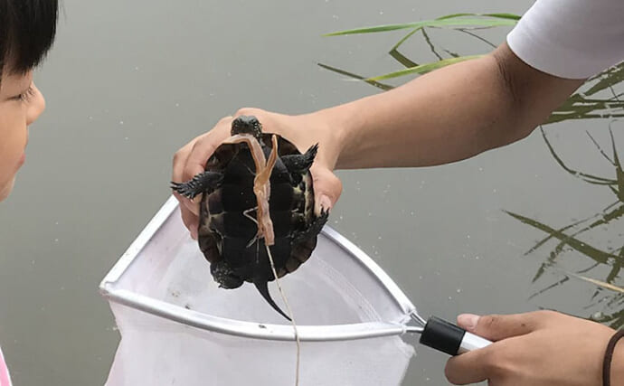 身近な水辺に棲息している『クサガメ』　よく似た他のカメとの見分け方は？