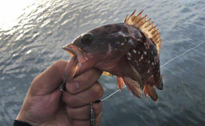 山陰ロックフィッシュゲームでキジハタにカサゴが連発！　夜も昼も好反応