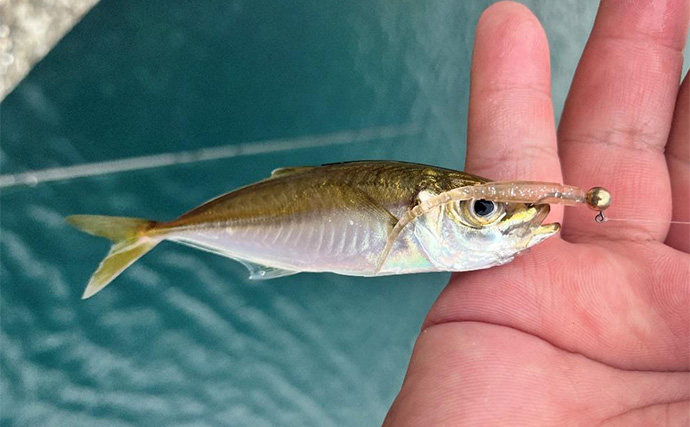 紀北エリアのライトゲームで20cm級アジをキャッチ【和歌山】常夜灯周りでヒット！