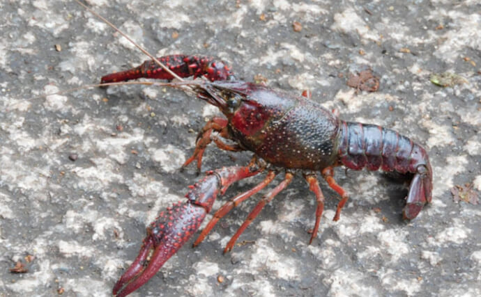 「ニホンザリガニ」と「アメリカザリガニ」の見分け方　最大の違いは「体型」？