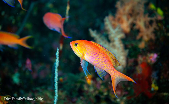 【繁殖期のサカナあるある3選】 恋の季節はお洒落に喧嘩にと大忙し？