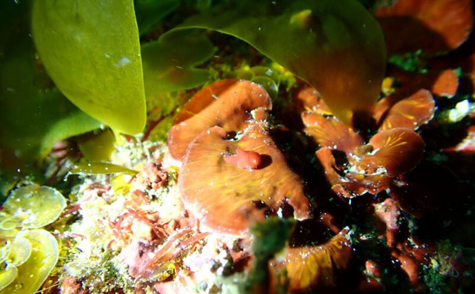 日本海にすむ小さな魚＜サクラダンゴウオ＞　天使のリングをもつその姿はまさに海の天使？