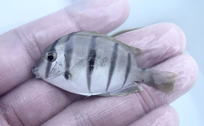 磯採集で出会える魅力的な＜ニザダイ科の魚＞3選　小さくて華やかな水槽の名脇役？