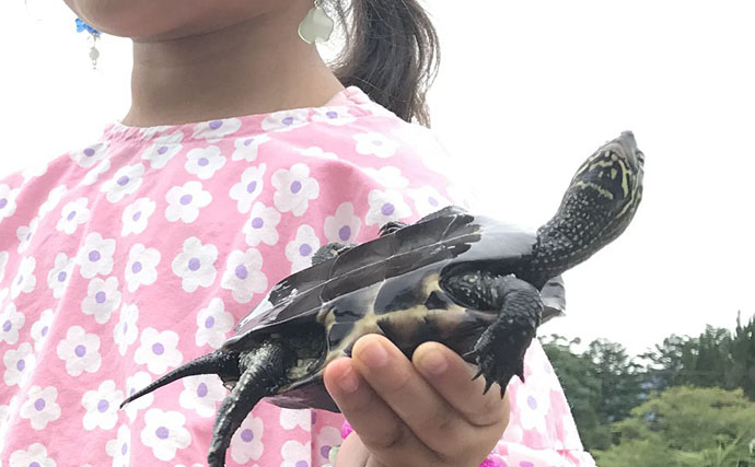 身近な水辺に棲息している『クサガメ』　よく似た他のカメとの見分け方は？