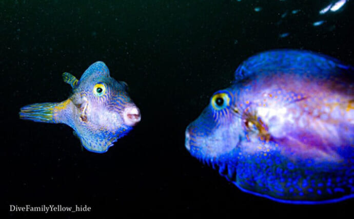 【繁殖期のサカナあるある3選】 恋の季節はお洒落に喧嘩にと大忙し？