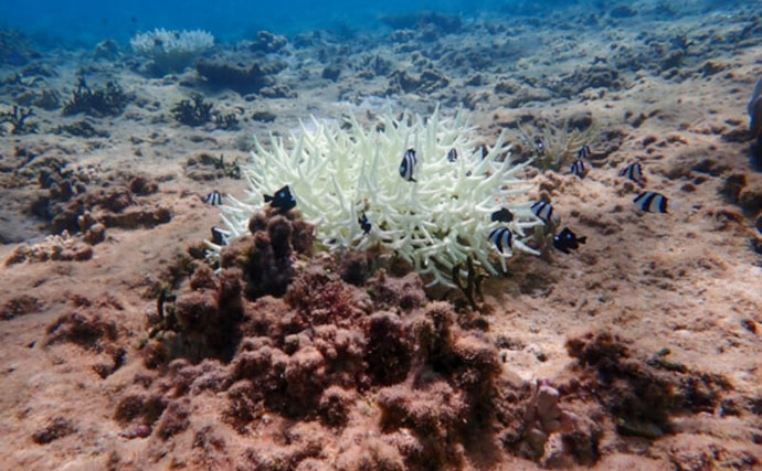 日焼け止めが【サンゴの白化】の原因に？ ハワイなどでは使用自体が規制