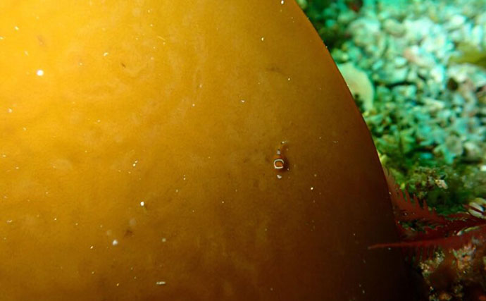 日本海にすむ小さな魚＜サクラダンゴウオ＞　天使のリングをもつその姿はまさに海の天使？