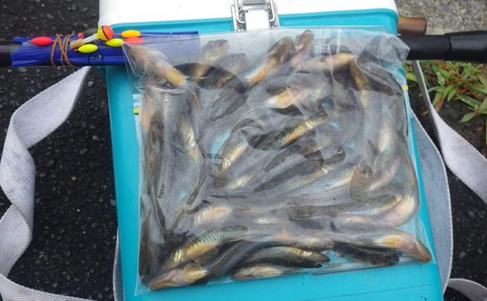 小名木川でマハゼ釣りポイントをリサーチ【東京】3ヶ所でコンスタントに本命ヒット