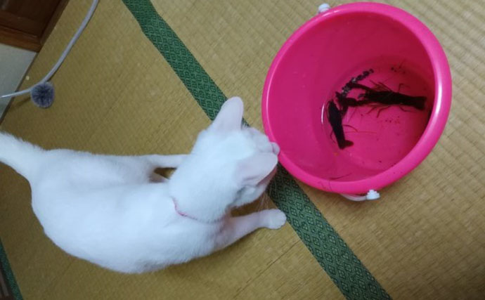 「ニホンザリガニ」と「アメリカザリガニ」の見分け方　最大の違いは「体型」？