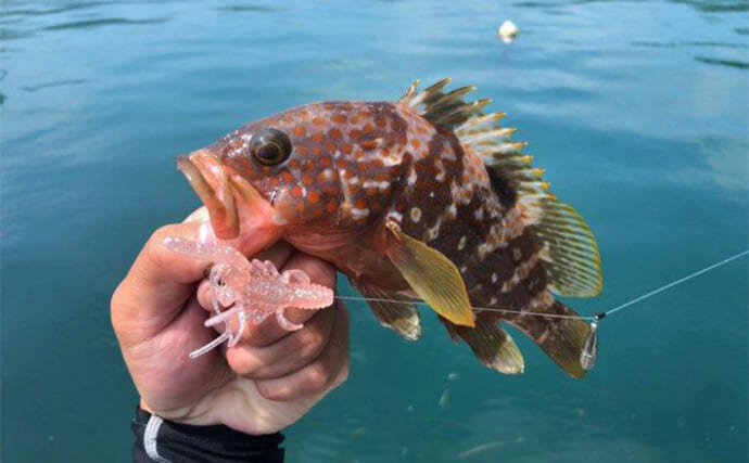 山陰での堤防ロックゲームで37cm良型キジハタをキャッチ！ ナブラ発生でツバスも登場