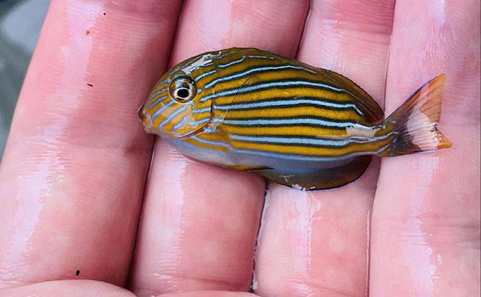 磯採集で出会える魅力的な＜ニザダイ科の魚＞3選　小さくて華やかな水槽の名脇役？