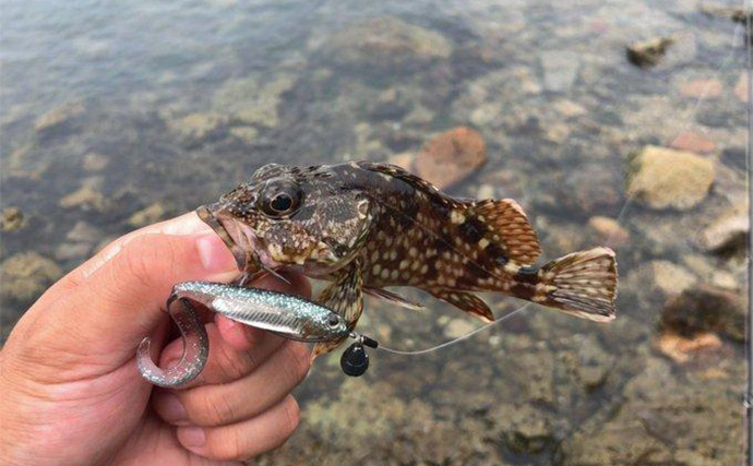 「根魚を魅了し過ぎるワームとは？」フラッシュJグラブを使って釣りしてみた