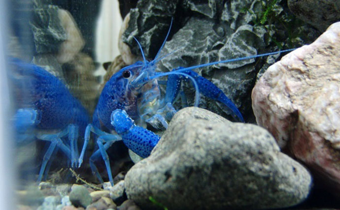 「ニホンザリガニ」と「アメリカザリガニ」の見分け方　最大の違いは「体型」？