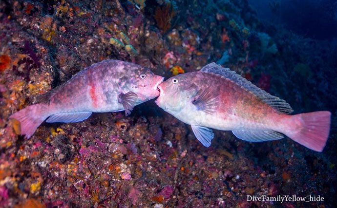 【繁殖期のサカナあるある3選】 恋の季節はお洒落に喧嘩にと大忙し？