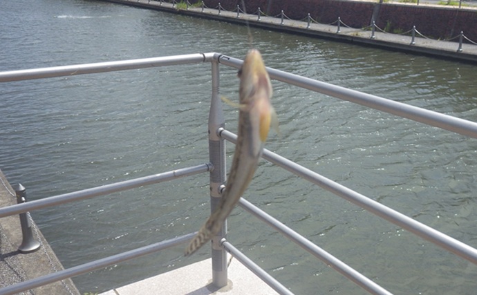 「境川テラス」でマハゼ釣り【千葉・浦安】ヘチ狙いに特化すればハゼ連発か